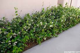 Check spelling or type a new query. Star Jasmine Care And Growing Tips Joy Us Garden