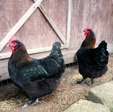 Our current breeders origination lines include: French Copper Marans Chickens Dark Brown Egg Layers Fresh Eggs Daily