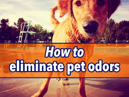 How It Works Pet Odors Dog Smells Love Your Pet