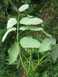 Image result for Ekebergia