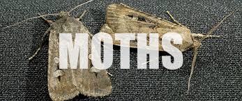 Последние твиты от stockton pestcontrol (@stocktonpest). Serving The Central Valley For Over 85 Years Delk Pest Control