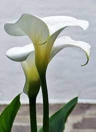Pin By Vero Vale On Calla Lily Flower Pictures Flower Photos Arum Lily