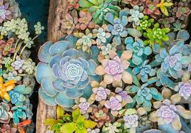 We did not find results for: Do Rabbits Eat Succulents Gardential Com
