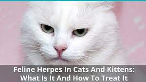 How does a cat become infected with feline herpesvirus? Feline Herpes In Cats And Kittens Herpesvirus Symptoms Treatment