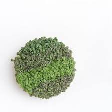 See more ideas about table centerpieces, kitchen table, centerpieces. 47 Microgreens Ideas Microgreens Growing Microgreens Edible Centerpieces