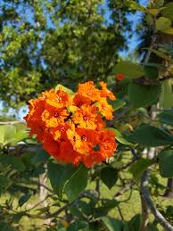 We did not find results for: Want To Bring Birds To You Yard These Trees Will Help