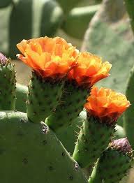 Beneficios a la salud de la fruta de dragón. Las Innumerables Propiedades Del Nopal Tuna Mejor Con Salud