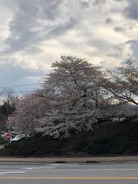 Maybe you would like to learn more about one of these? What Are These Trees That Are Blooming All Over Asheville Nc And I Assume All Of Western North Carolina Whatsthisplant