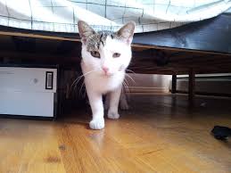 Do you have children or kids that come over and run after your. Why Your Cat Thinks You Re A Huge Unpredictable Ape Wired