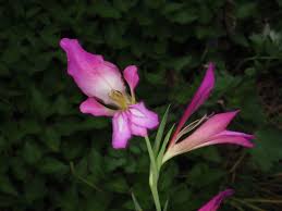 Image result for Gladiolus zambesiacus