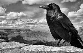 Black And White Ravens Edgar Allan Poe Knew What He Was Doing When He Used The Raven Instead Of Some Other Bird To Croak Out Nevermore In His Famous Poem Raven Black Bird Animals