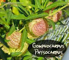 Gomphocarpus Physocarpus Balloon Plant Milkweed Milkweed Plant Plants Milkweed