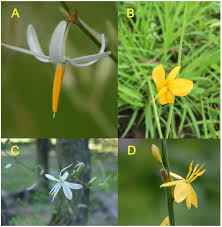 Image result for Anthericaceae