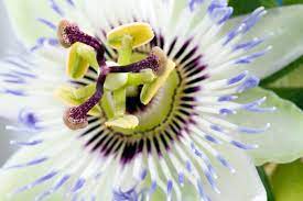 Passion Flower Facts Lovetoknow Quemagrasa Dietas Rapidas Gastritis Remedios