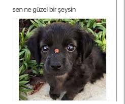 Sayko Hayvanlar 3k Perros Mariquitas Caras