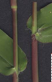 Image result for Urochloa reptans