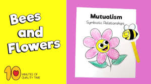 A) the bee gets nectar from the flower and the stamen produces pollen and the pollen sticks to the bee and falls into the pistol Symbiosis Relationships Of Flowers And Bees 10 Minutes Of Quality Time