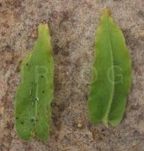 Image result for Helichrysum aureum