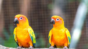 Sun Conure Parrot Myma Pets