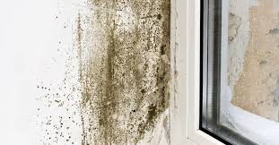 What You Need To Know About Mold And Mildew Musty Smell In House Mold Remover Wall Molding
