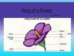 The pistil is the female reproductive part of a flower. Parts Of A Flower By Brittanie Ppt Download