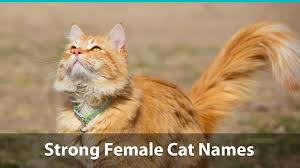 Here are 304 amazing suggestions for perfect names for your orange kitty. Popular Cat Names For Orange Cats Badeloft Com