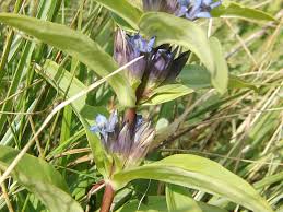 Image result for Chironia laxiflora