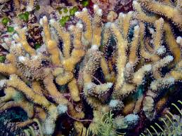 Image result for Nesaea ramosa