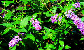 A Blue Chip Stock In The Plant World Plants Hummingbird Garden Butterfly Bush