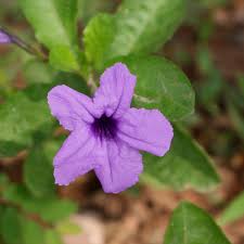 Image result for Ruellia praetermissa