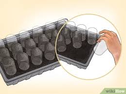 We did not find results for: How To Propagate Clematis With Pictures Wikihow