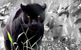 Free for commercial use no attribution required high quality images. Black Panther Hd Wallpapers Backgrounds Wallpaper 1920 1200 Panther Wallpapers 46 Wallpapers Adora Schwarzer Jaguar Ausgestopftes Tier Schwarzer Panther
