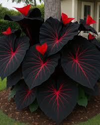 Image result for Otomeria elatior