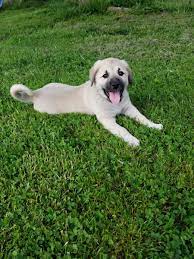 For a comprehensive list of all shelters and rescues, including organizations that specifically focus on a great pyrenees, try our search page. Great Pyrenees Anatolian Shepherd Mix Petfinder