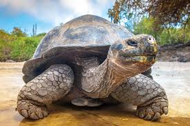 Galapagos turtle boy riding apple silver springs florida 1970s vintage postcard. The Galapagos Islands Back From The Brink Geographical Magazine