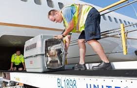 Maybe you would like to learn more about one of these? Domestic Pet Transportation Furexpress Australia