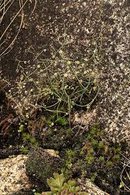 Image result for Schizobasis intricata