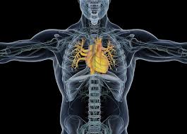 Image result for Cardiac MRI