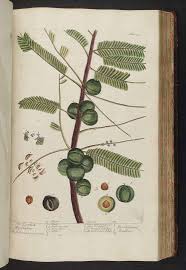 Image result for Phyllanthus udoricola