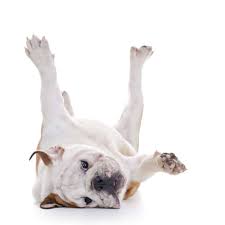 If you want to teach your dog this trick but they do not know that how to teach dog to roll over. J5xuu6ibewpttm
