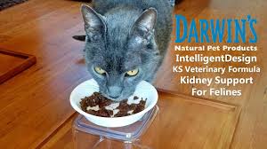 All reviews on the conscious cat will always reflect my honest and unbiased opinion, or, as the case may be, allegra and ruby's i tried another raw food from vital essentials. Raw Cat Food Review Darwin S Intelligentdesign Ks Veterinary Formula Kidney Support For Felines Youtube
