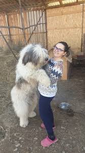 Recurge la sisteme automate și la parteneri care analizează. Ciobanesc Mioritic Arhiva Okazii Ro
