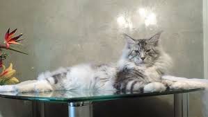 Pin On Maine Coon