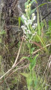 Image result for Habenaria attenuata
