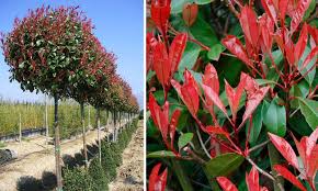 Click on an image or plant name to view the full plant profile. Photinia X Fraseri Red Robin Christmas Berry Red Robin Standard Garden Plants Online