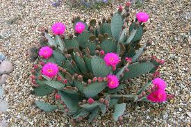 Opuntia treleasei, opuntia basilaris kerni. Beavertail Cactus My Garden
