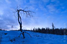 What makes sahti different is that it's flavored with juniper and it's got a strong alcoholic content. Finnischer Winter Licht Und Dunkelheit Einblick Natur