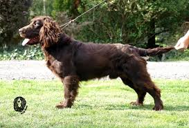 Image result for německý křepelák postava