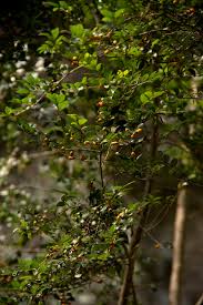Image result for Diospyros natalensis
