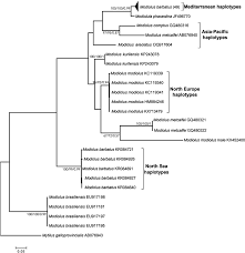 From wikimedia commons, the free media repository. First Insights Towards The Population Genetic Structure And The Phylogeographic Status Of The Horse Mussel Modiolus Barbatus From The Eastern Mediterranean Journal Of The Marine Biological Association Of The United Kingdom